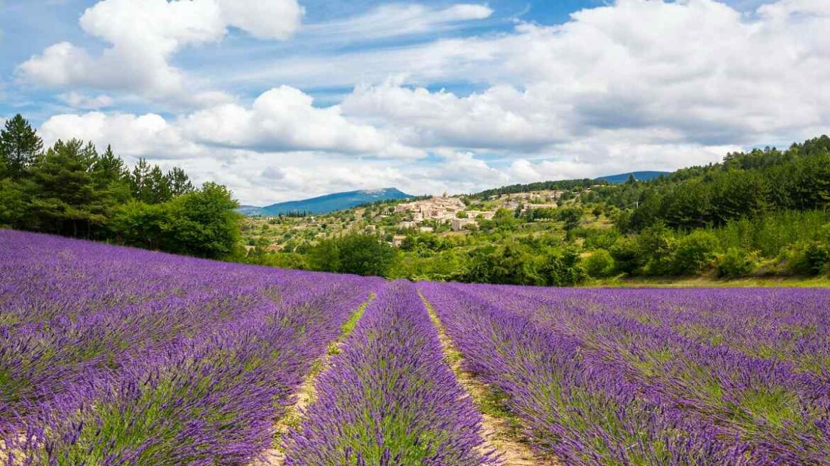 campi di lavanda in italia