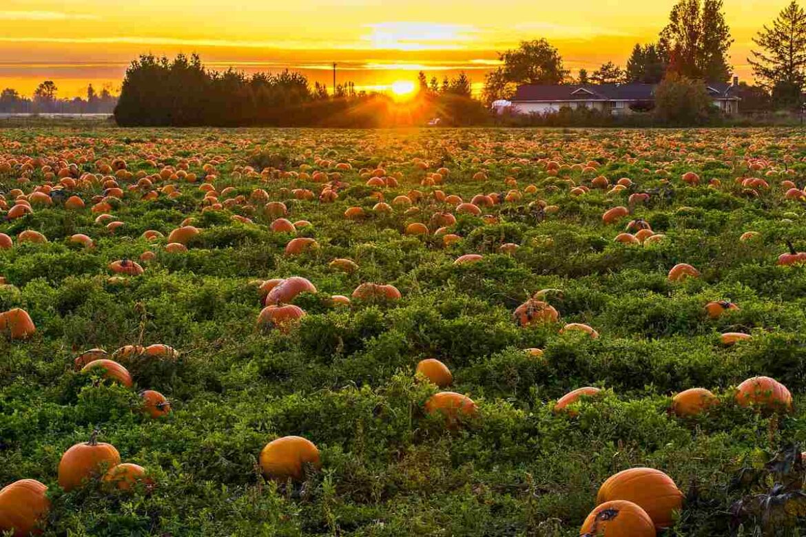 campi di zucca in italia dove trovare i piu belli
