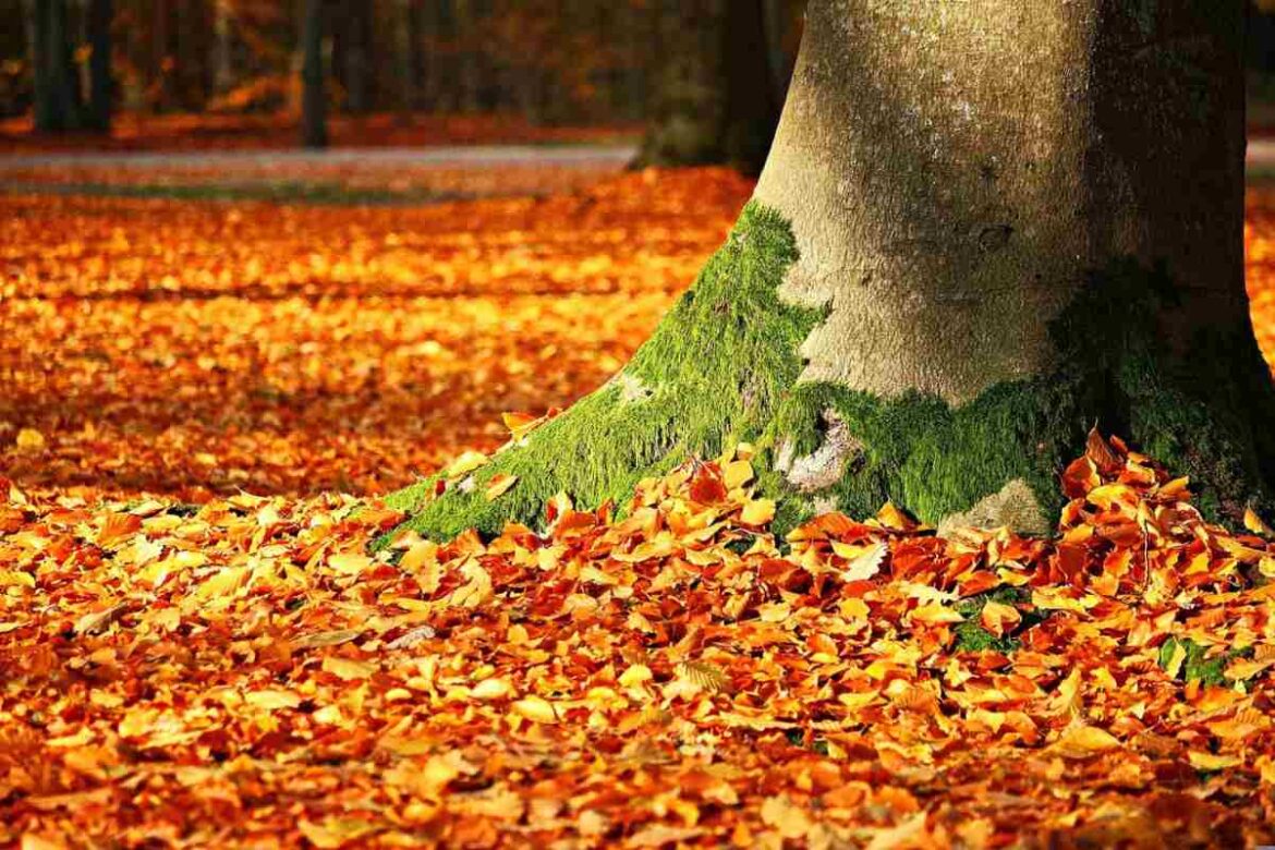 dove vedere il foliage in italia i posti piu belli