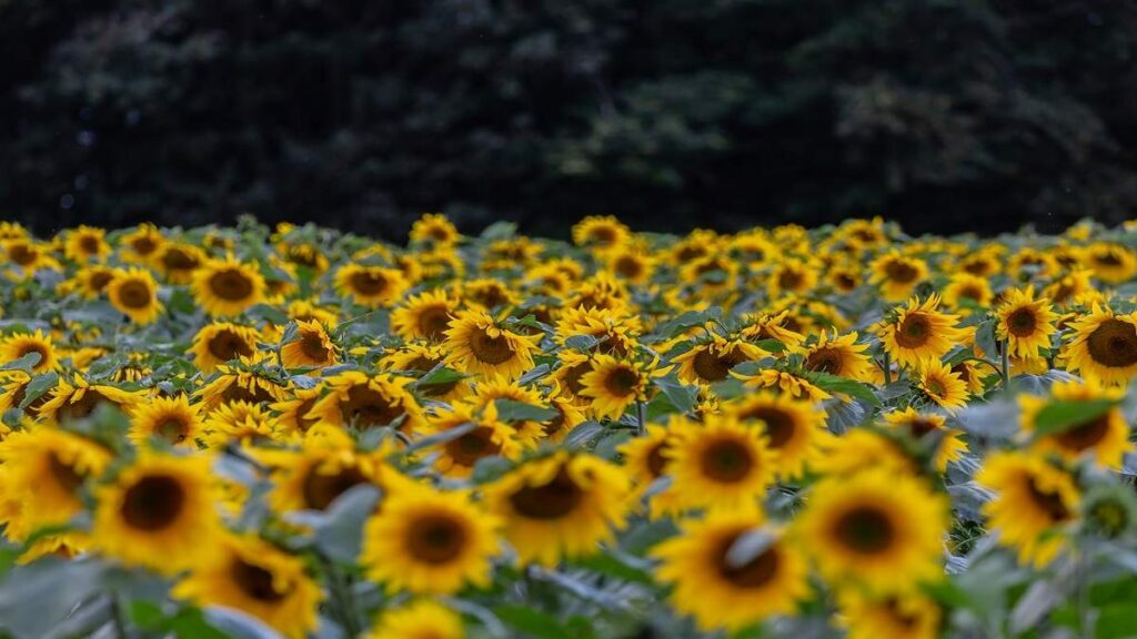 Campi di girasole in Italia dove vederli campi di girasole 1