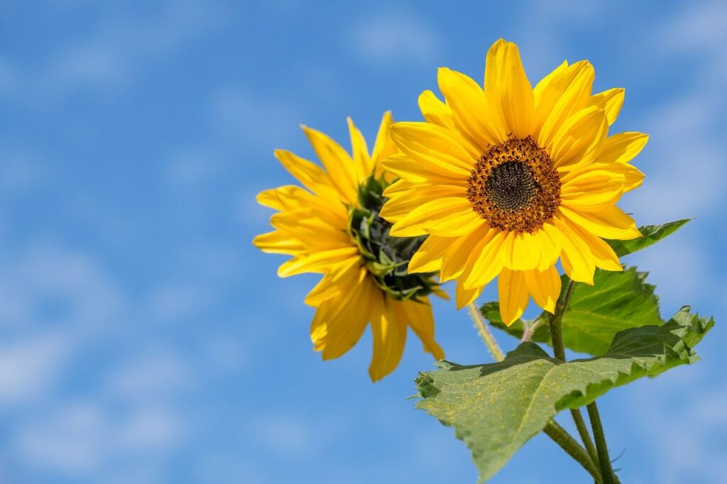 Campi di girasole in Italia dove vederli campi di girasole in italia