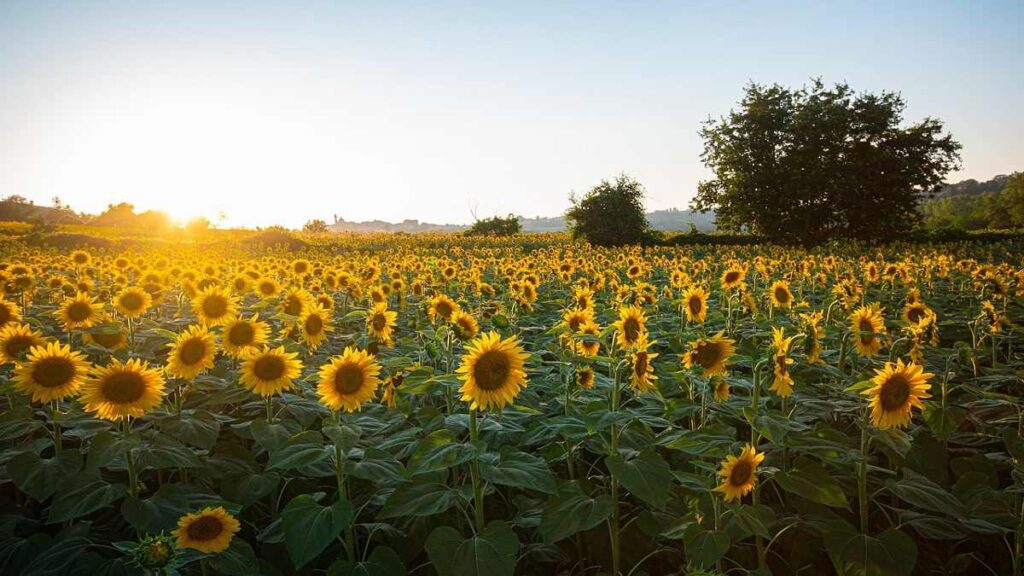 Campi di girasole in Italia dove vederli campi di girasole in italia dove vederli 2 1