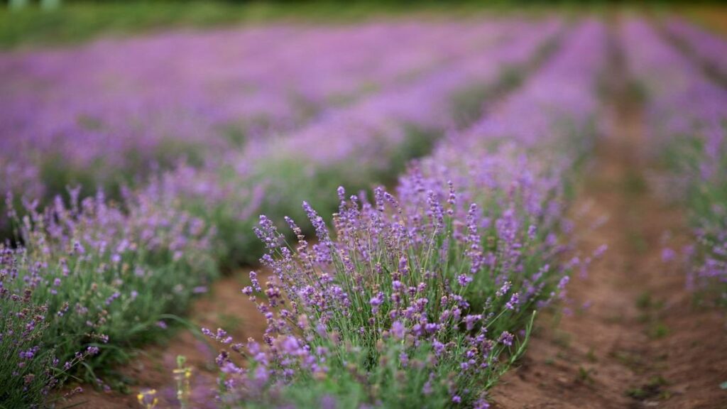 Campi di lavanda in Italia dove vederli campi di lavanda dove vederli in italia 1