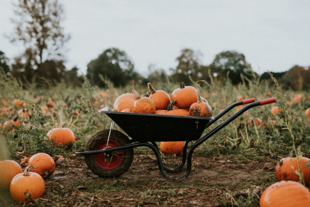 Campi di zucca in Italia dove trovare i più belli da Nord a Sud campi di zucca in italia 1