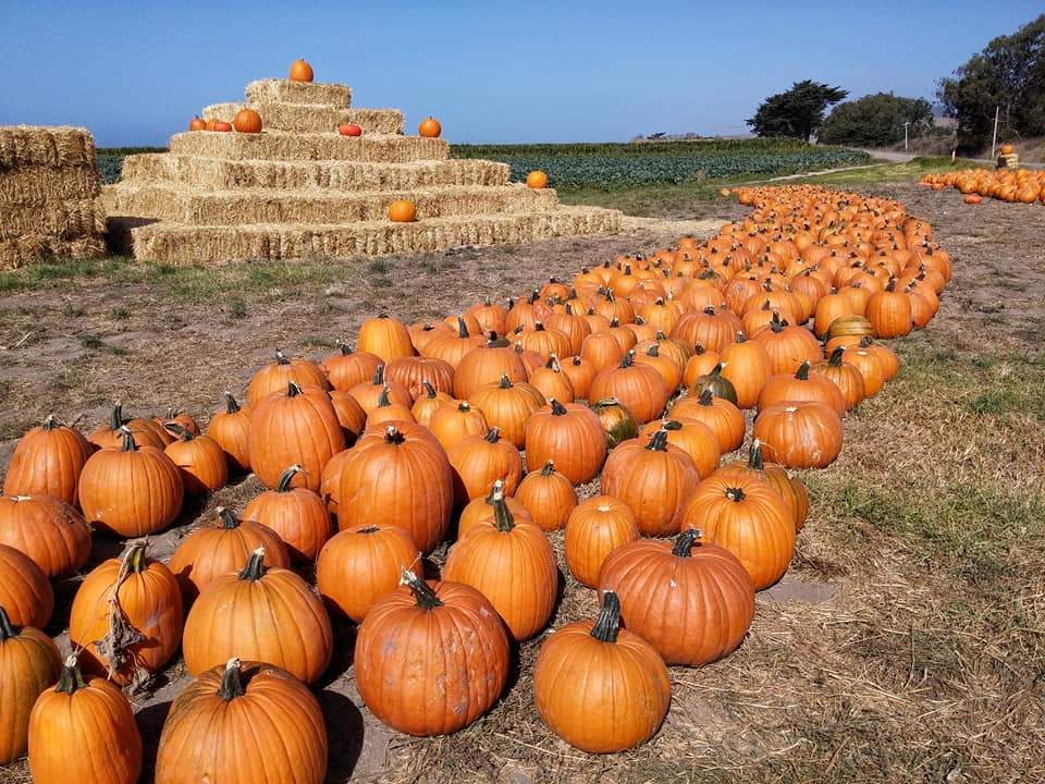 Campi di zucca in Italia dove trovare i più belli da Nord a Sud campi di zucche regione per regione in italia