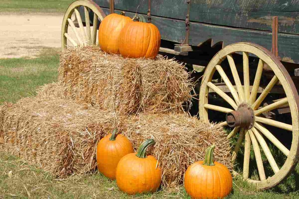 Campi di zucca in Italia dove trovare i più belli da Nord a Sud campo di zucche in italia dove vedere i piu belli 1
