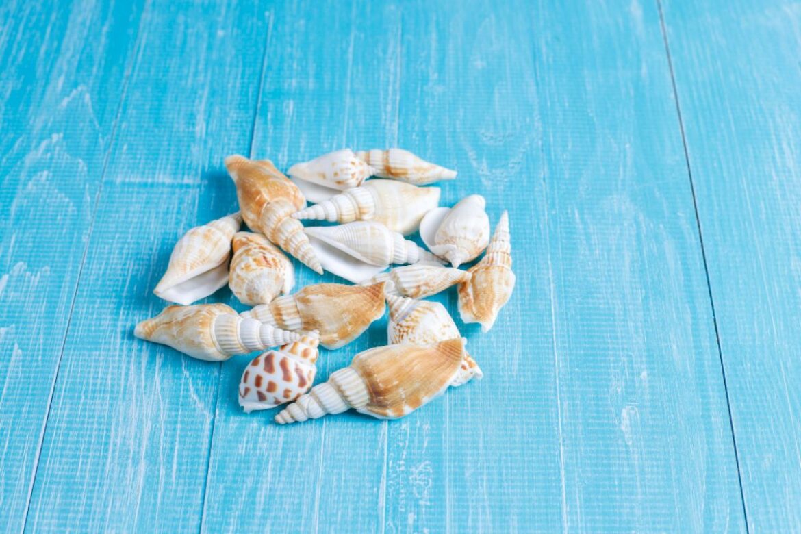 divinazione con le conchiglie