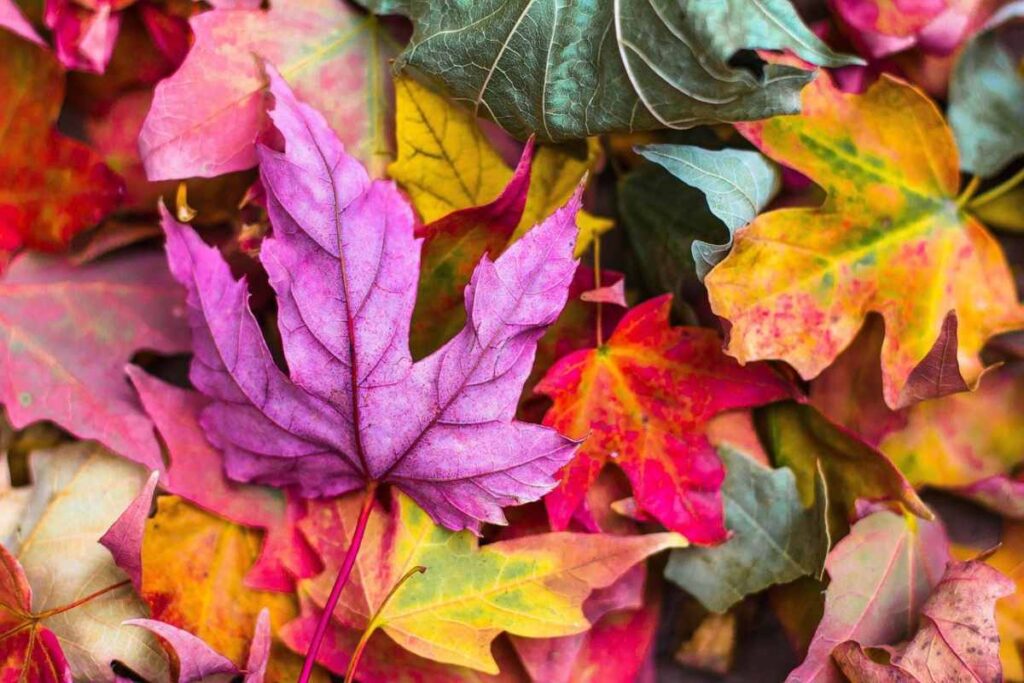 Foliage in Italia dove vedere il più bello foliage in italia dove vederlo 1