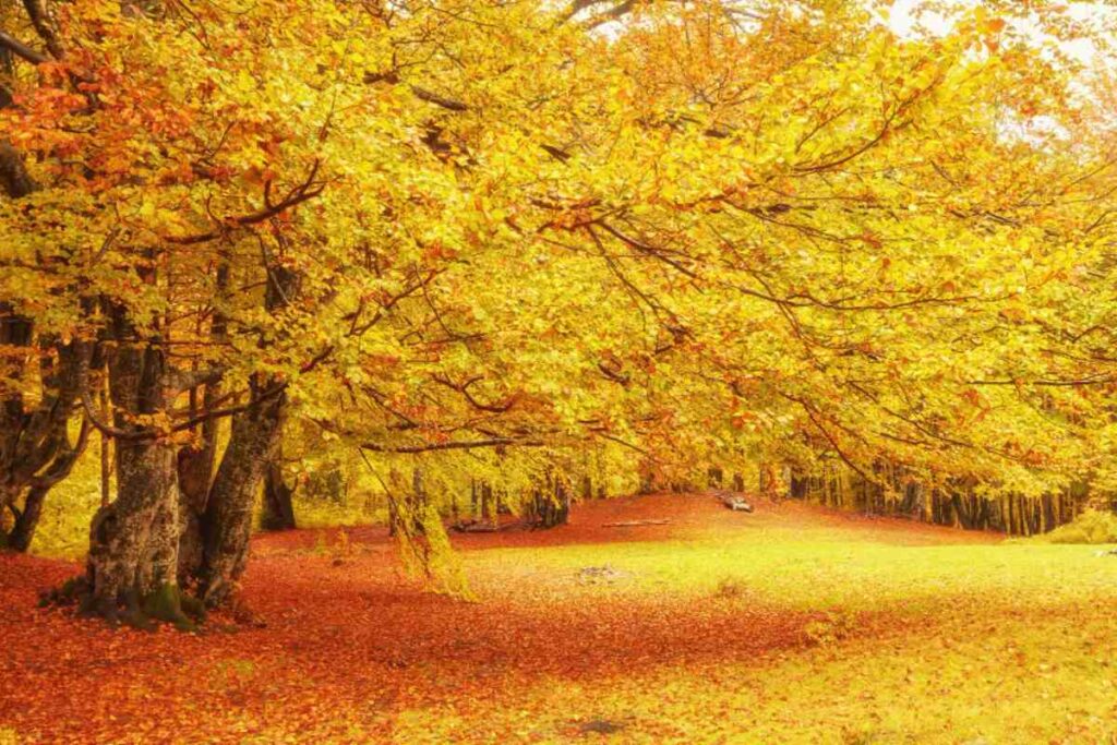 Foliage in Italia dove vedere il più bello spettacolo del foliage in Piemonte 1