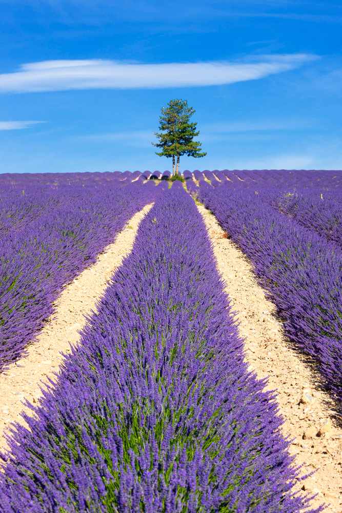Campi di lavanda in Italia dove vederli tour dei campi di lavanda in italia 1