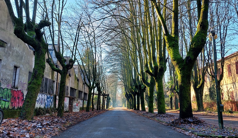 La storia del Manicomio di Mombello viale dellex manicomio mombello di limbiate 1