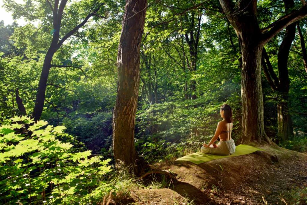 Yoga nel bosco yoga nel bosco i benefici