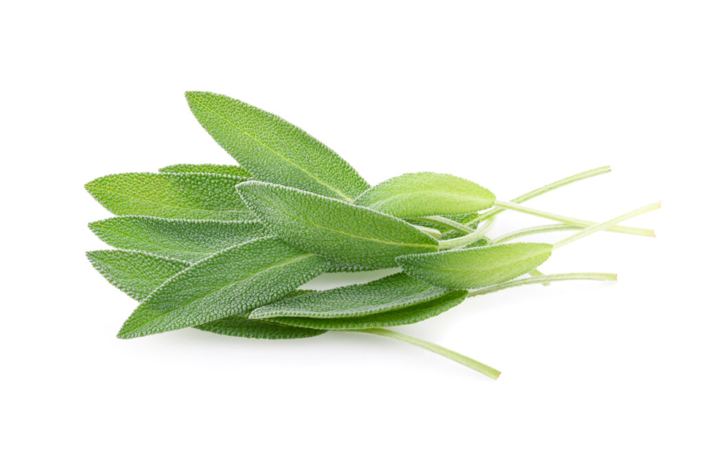 Foglie di salvia