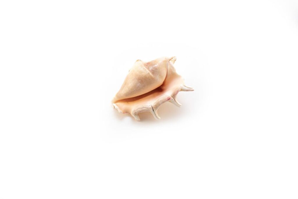 conchiglie per divinazione