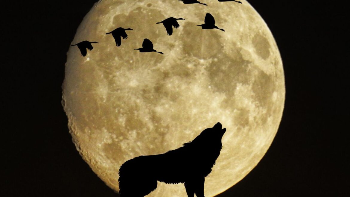 significato esoterico della luna del lupo comesmetteredipensare.it