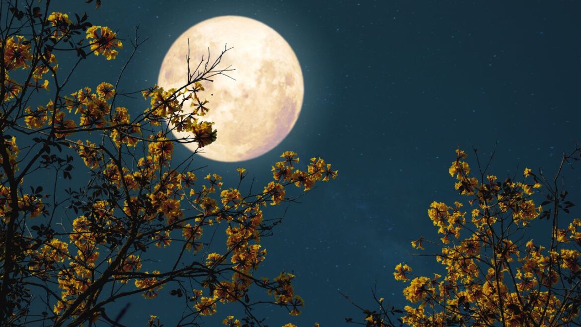 luna del castoro