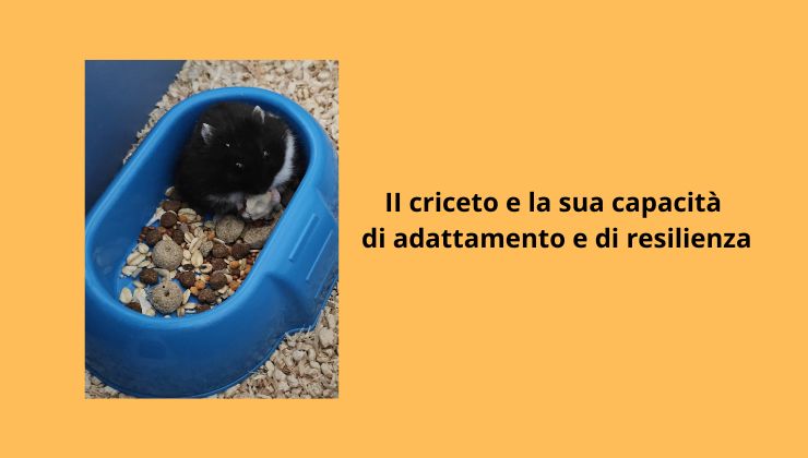 Significato spirituale del criceto: simbolismo e connessione con la natura criceto e Capacità di adattamento e di resilienza