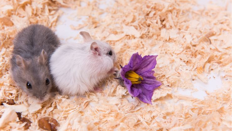 Significato spirituale del criceto: simbolismo e connessione con la natura criceto e cibo