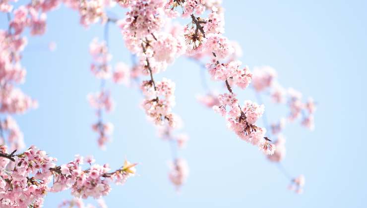 Hanami l'arte di contemplare i fiori