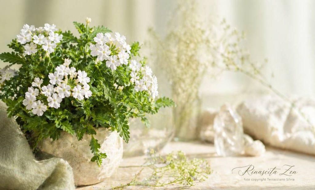 verbena magica